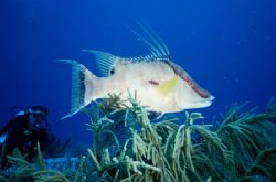 Diver watches Fish in the Bimini area of the Bahamas - ta... by Michael Shope 